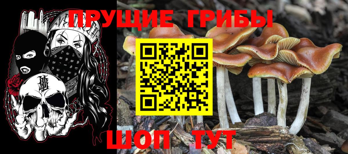 Псилоцибиновые грибы MAGIC MUSHROOMS Ессентуки